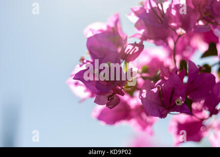 Pink Bougainvillea flowers blooming on blue background Stock Photo