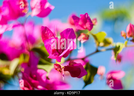 Pink Bougainvillea flowers blooming on blue background Stock Photo