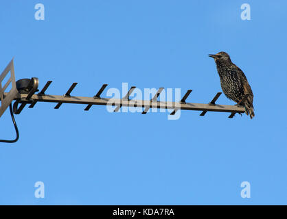 Common Starling, sturnus vulgaris, perched on television aerial, Dorset, UK Stock Photo