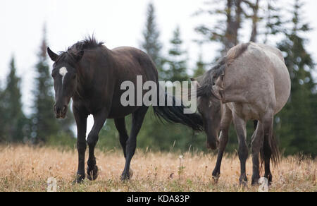 Wild Horses in Montana United States - Young Black stallion and young Gray Grulla stallion in the Pryor Mountains Wild Horse Range Stock Photo