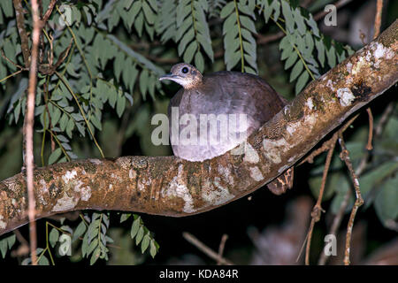 'Macuco (Tinamus solitarius) fotografado em Linhares, Espírito Santo -  Sudeste do Brasil. Bioma Mata Atlântica. Registro feito em 2013.      ENGLISH: Stock Photo