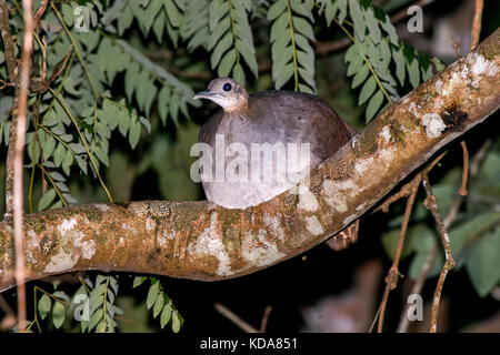 'Macuco (Tinamus solitarius) fotografado em Linhares, Espírito Santo -  Sudeste do Brasil. Bioma Mata Atlântica. Registro feito em 2013.      ENGLISH: Stock Photo