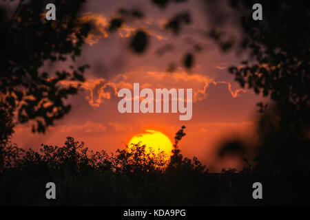 Big Sun on sunset.  dusk between the trees Stock Photo