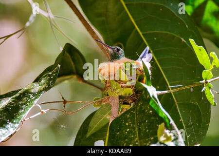 'Beija-flor-de-banda-branca (Amazilia versicolor) fotografado em Linhares, Espírito Santo -  Sudeste do Brasil. Bioma Mata Atlântica. Registro feito e Stock Photo