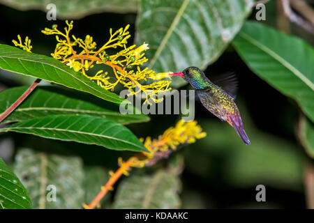 'Beija-flor-safira (Hylocharis sapphirina) fotografado em Linhares, Espírito Santo -  Sudeste do Brasil. Bioma Mata Atlântica. Registro feito em 2013. Stock Photo