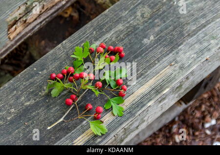 Branches of Hawthorn or Crataegus berries and leaves, Sofia, Bulgaria Stock Photo