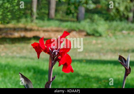 Bloom of Red canna flower in field, Sofia, Bulgaria Stock Photo