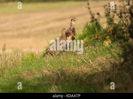 A pair of juvenile common pheasant, Phasianus colchicus, in bracken on edge of Farmland, Lancashire, UK Stock Photo