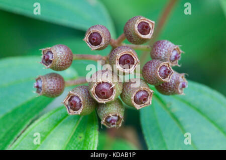 Native Lasiandra (Melastoma malabathricum) developing fruit. Cow Bay. Daintree National Park. Queensland. Australia. Stock Photo