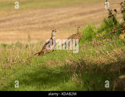 A pair of juvenile common pheasant, Phasianus colchicus, in bracken on edge of Farmland, Lancashire, UK Stock Photo