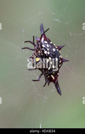 Northern Jewelled Spider (Gasteracantha fornicata). Female, in web - underside. Cow Bay. Daintree National Park. Queensland. Australia. Stock Photo