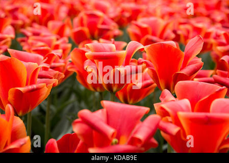 Group of red tulips in the park. Spring landscape. Stock Photo