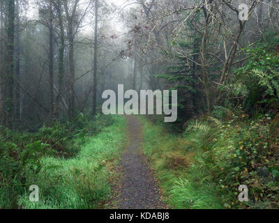 Foggy Forest Morning,Northern Ireland Stock Photo - Alamy