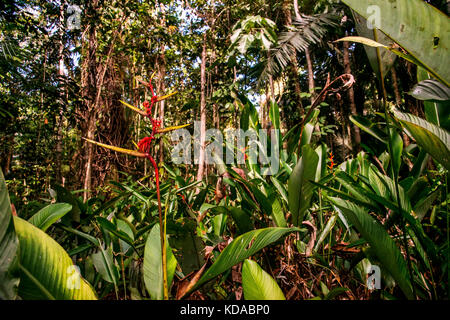 'Caeté (Heliconia sp.) fotografado em Linhares, Espírito Santo -  Sudeste do Brasil. Bioma Mata Atlântica. Registro feito em 2015.      ENGLISH: Lobst Stock Photo