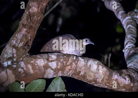 'Macuco (Tinamus solitarius) fotografado em Linhares, Espírito Santo -  Sudeste do Brasil. Bioma Mata Atlântica. Registro feito em 2015.      ENGLISH: Stock Photo