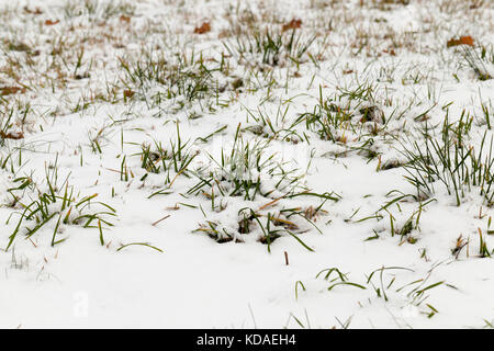 the snow Stock Photo