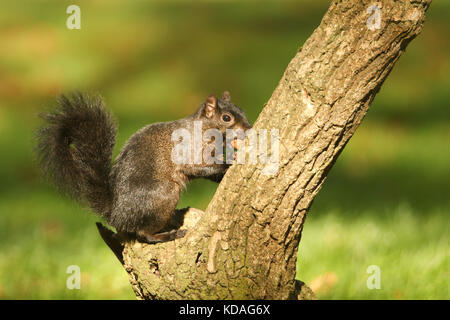 A rare Black Squirrel (Scirius carolinensis) sitting on the side of a tree trunk with an Acorn in its mouth. Stock Photo