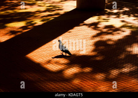 Shadows and silhouettes of a pigeon in motion blur and trees in autumn sunset sunlight on city street sidewalk Stock Photo