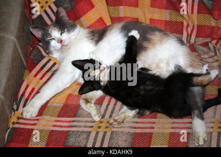 Beautiful mother cat lying in the arms of tricolor kitten in a chair