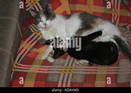 Beautiful mother cat lying in the arms of tricolor kitten in a chair