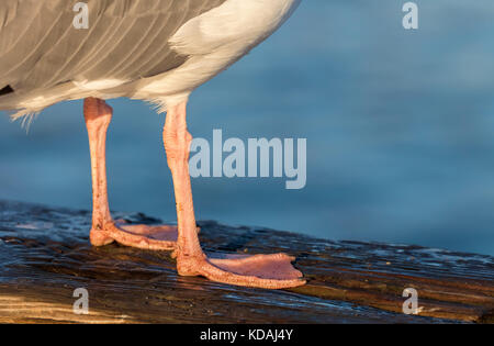Close up of the western gull (Larus occidentalis) feet. Stock Photo