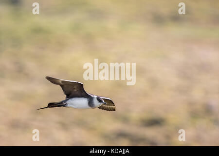Arctic skua or Parasitic Jaeger Stercorarius parasiticus flying with tundra background Stock Photo