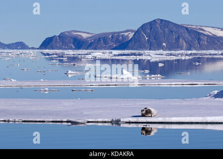 Bearded seal / square flipper seal (Erignathus barbatus) resting on ice floe in the Arctic Ocean, Svalbard / Spitsbergen, Norway Stock Photo