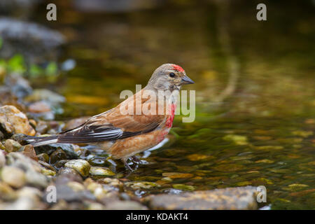 Common linnet (Linaria cannabina / Acanthis cannabina / Carduelis cannabina) male drinking water from brook Stock Photo