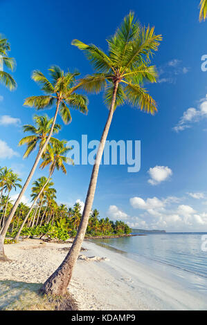 Coconuts on beach on Samana peninsula, Dominican Republic Stock Photo