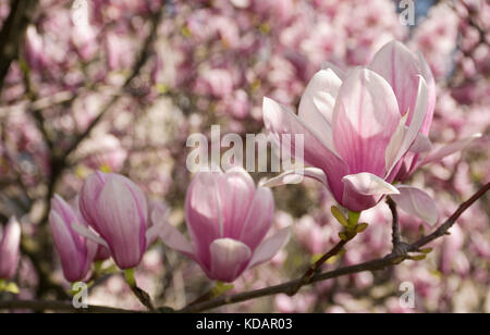 beautiful spring background. Magnolia flowers closeup on a branch. blurred background of blossoming garden Stock Photo