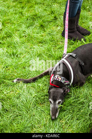 An old greyhound lying by its owner's feet Stock Photo