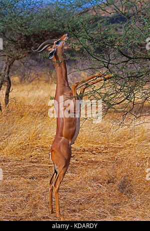 Africa. Kenya. Samburu National Reserve. Wildlife. Gerenuk. Stock Photo