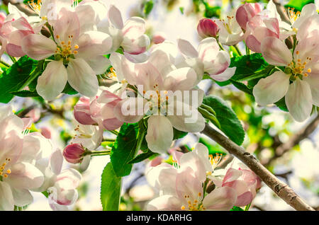 Gentle background pink white flowers apple trees and leaves on the twig Stock Photo