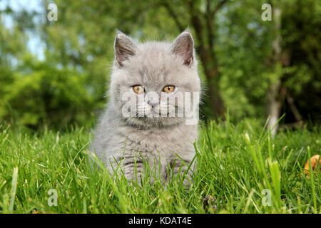british shorthair kitten, blue, sitting on a green meadow Stock Photo