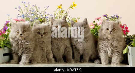 british shorthair and highlandeer kitten, blue, sitting in front of flowers Stock Photo