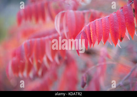 Closeup of smooth sumac branch with brilliant red leaves in autumn Stock Photo