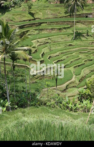 Tegalalang-Reisterrassen nahe Ubud - Tegalalang Rice Terrace Bali Stock Photo