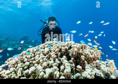 Scuba diver looking at blue-green damsel fish and coral at Agincourt Reef, Great Barrier Reef Marine Park,  Port Douglas, Queensland, Australia Stock Photo