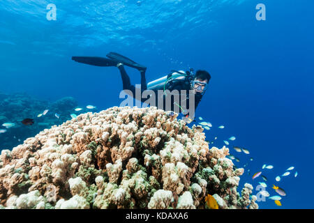 Scuba diver looking at blue-green damsel fish and coral at Agincourt Reef, Great Barrier Reef Marine Park,  Port Douglas, Queensland, Australia Stock Photo