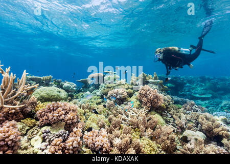 Diver exploring the coral formations of Agincourt Reef, Great Barrier Reef Marine Park, Port Douglas, Queensland, Australia Stock Photo