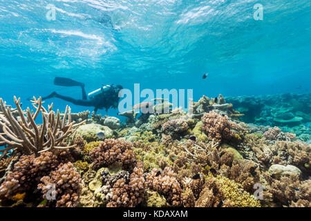 Divers exploring the coral formations of Agincourt Reef, Great Barrier Reef Marine Park, Port Douglas, Queensland, Australia Stock Photo