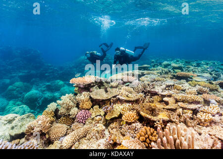 Divers exploring the coral formations of Agincourt Reef, Great Barrier Reef Marine Park, Port Douglas, Queensland, Australia Stock Photo