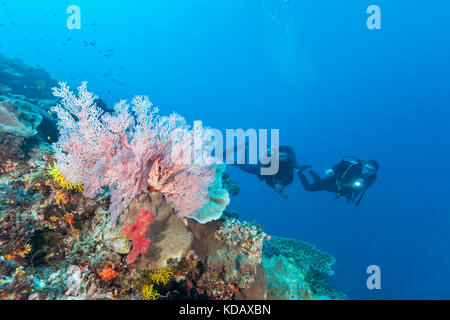 Divers exploring the coral formations of St Crispin Reef, Great Barrier Reef Marine Park, Port Douglas, Queensland, Australia Stock Photo