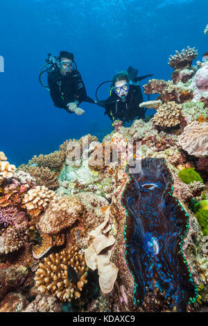 Divers looking at a giant clam and coral formations at St Crispin Reef, Great Barrier Reef Marine Park, Port Douglas, Queensland, Australia Stock Photo