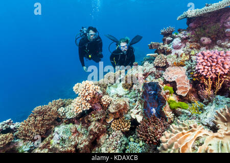 Divers looking at a giant clam and coral formations at St Crispin Reef, Great Barrier Reef Marine Park, Port Douglas, Queensland, Australia Stock Photo