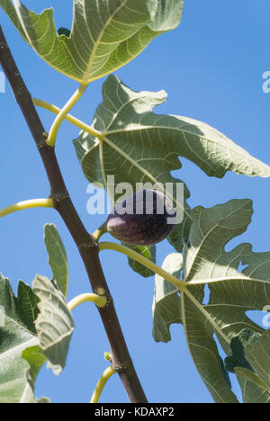 Brown Turkey Figs Growing on Tree Stock Photo