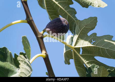 Brown Turkey Figs Growing on Tree Stock Photo