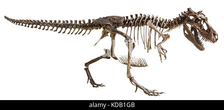 Tyrannosaurus Rex skeleton on isolated background . Stock Photo