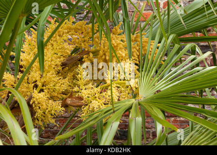 Chusan palm flowers Stock Photo