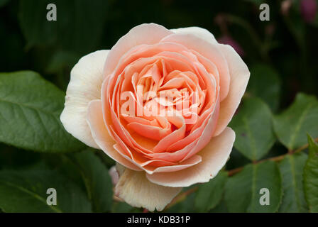 Rose Sweet Juliet Stock Photo